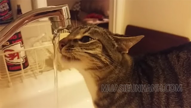 Chú mèo uống nước phát ra tiếng “mlem mlem” gây sốt diễn đàn Reddit một thời