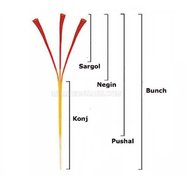 Saffron Konj là loại kém chất lượng nhất
